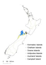 Veronica albicans distribution map based on databased records at AK, CHR & WELT.
 Image: K.Boardman © Landcare Research 2022 CC-BY 4.0